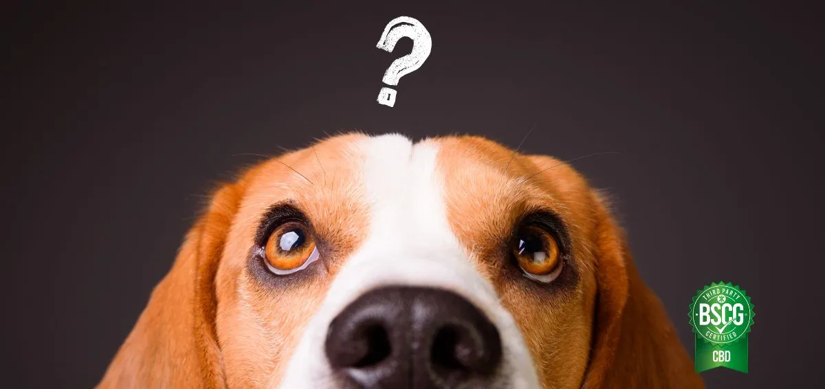 BSCG-Feb-CBD-dogs