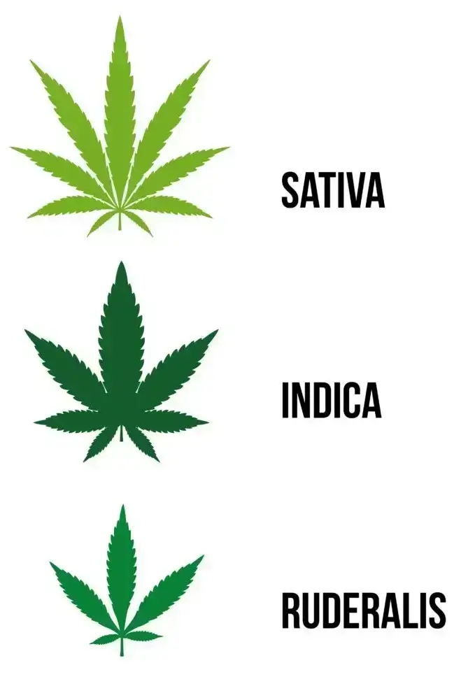cannabis species